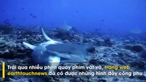 50 sắc thái vô cùng hiếm gặp của loài cá mập sát thủ đại dương.