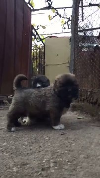 KAFKAS COBAN KOPEGi YAVRULARI SABAH EGZERSi - CAUCASiAN SHEPHERD DOG PUPPiES EXERCiSE