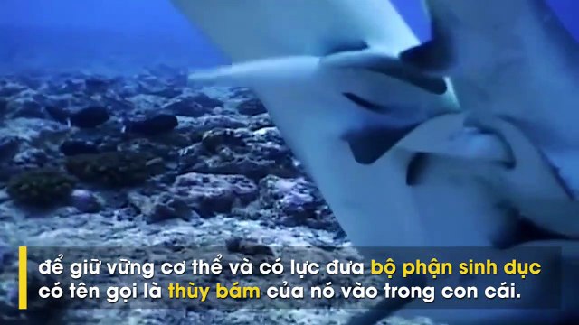 50 sắc thái vô cùng hiếm gặp của loài cá mập sát thủ đại dương.