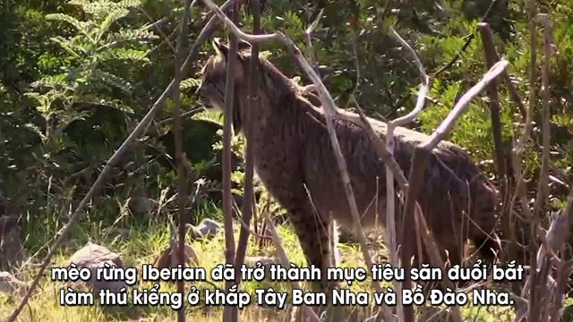 Đây chính là những hoàng thượng siêu quý hiếm nhất nhì thế mà sen giàu đến mấy cũng không thể nuổi nổi