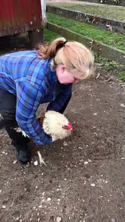 Rooster Hypnotized by Line