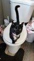 Kitty Totally Destroys Toilet Paper