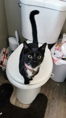 Kitty Totally Destroys Toilet Paper