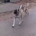 KANGAL KOPEKLERi GEZiNTiDE - KANGAL SHEPHERD DOGS WALK