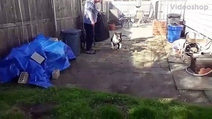 Finally something large Enough for Bruno The Pitbull to Chew on!