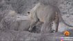 Hyena Walks Right Into 3 Male Lions | Kruger Sightings
