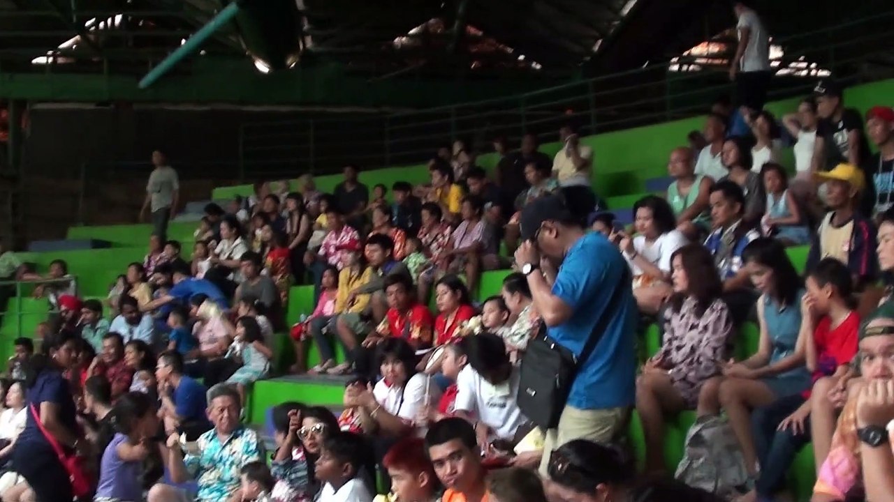 crocodile show