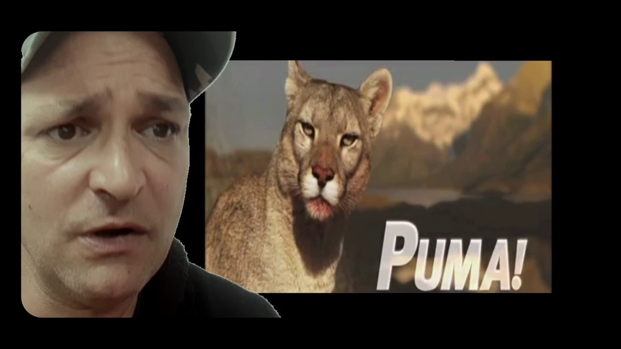 The puma