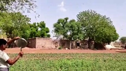 जिले में 50 करोड़ टिड्डी का प्रवेश, किसानों की मुश्किल बढ़ी