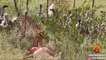 Lion Steals from Vultures that Stole from Cheetah | Kruger Sightings