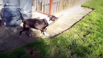 A pitbull and his stick!  Bruno can never find a toy large enough