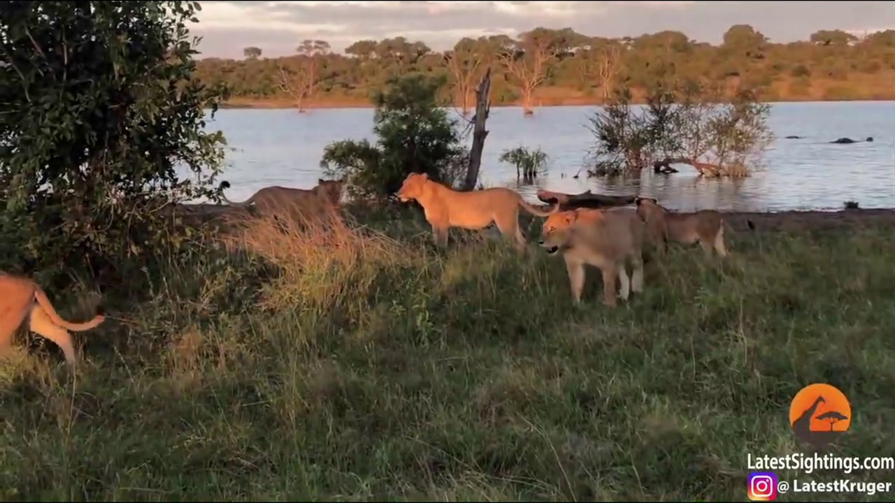 Cornered Crocodile is Forced to Attack 5 Lions | Kruger Sightings