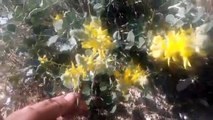 Sarı çiçekleri olan yeni bir endemik bitki türü nedir susuz topraklarda yetişen bitkiler
