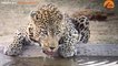 Best Wildlife Sightings This Week | Kruger Sightings