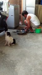 Doggy Grooves Along With Sound of Sharpening Stone