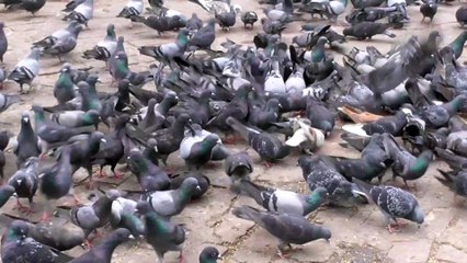 pigeon are eating seeds