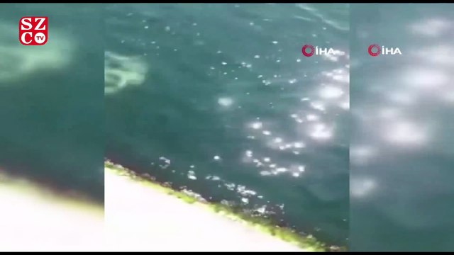 Yunusların denizde gösteri şöleni renkli anlar sahne oldu