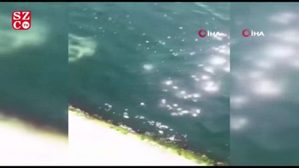 Yunusların denizde gösteri şöleni renkli anlar sahne oldu