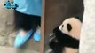 Hungry panda | Panda | Panda Funny Dubbing Video | Bangla Funny Dubbing Video | Jokers Tv |