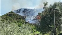 Report TV - Zjarr te Kodra e Diellit, digjen shkurre e ferra, 4 zjarrfikëse në luftë me flakët