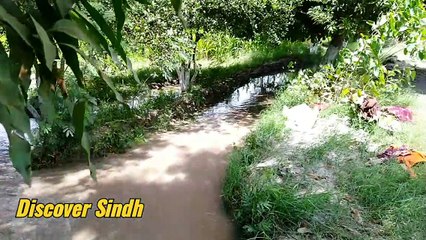 Agriculture system in Sindh Pakistan