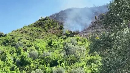 Descargar video: Ora News - Tiranë, përfshihet nga zjarri ullishtja në Saukun e Vjetër