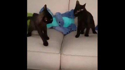 Cat Vs Cat Video Compilation | Best Cats of All the Time Compilation 2020