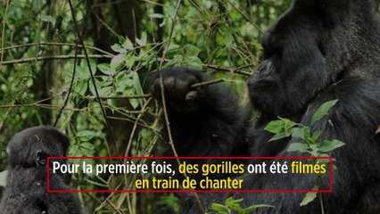 Pour la première fois, des gorilles ont été filmés en train de chanter