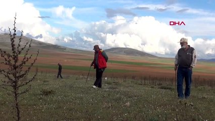 KARAMAN Kilosu 200 lirayı bulan 'Dolaman' mantarını bulmak için karış karış arıyorlar