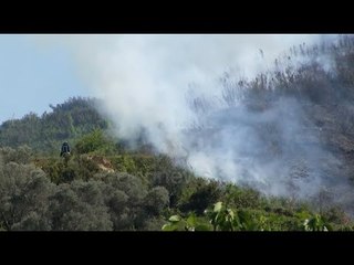 Ora News - Zjarr i qëllimshëm në Sauk, digjet sipërfaqja me ullishte dhe shkurre