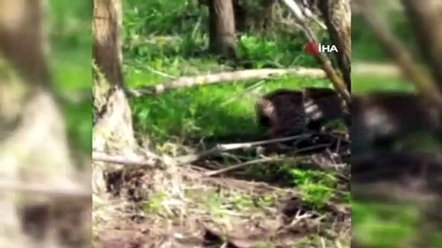 Vahşi vaşağı ‘pisi pisi’ diye çağırdı- Köy sakini gördüğü nesli tükenmekte olan vahşi vaşağı 'pisi pisi' diyerek çağırdı