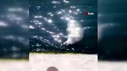 Yunusların denizde gösteri şöleni renkli anlar sahne oldu