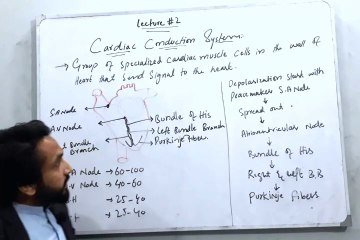 Cardiac Conduction System
