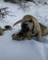 COBAN KOPEKLERi KARDA GURES - ANATOLiAN SHEPHERD DOGS PLAY GAME SNOW