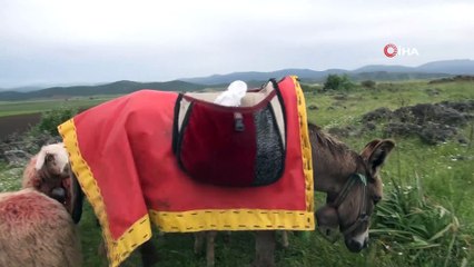 Annesiz kuzular eşek sırtına  asılan özel biberonlarla besleniyor