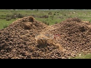 Download Video: Koronavirusi prek shitjen e patates në Korçë e Kukës, fermerët: Na bllokon malli i futur nga Kosova