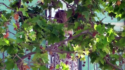 Ana Obregón, volcada con su hijo Álex en Barcelona