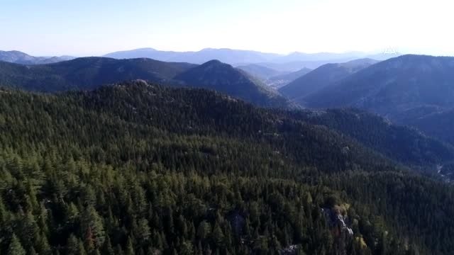 Kilosu 150 liradan satılan kuzugöbeği mantarı gelir kapısı oldu