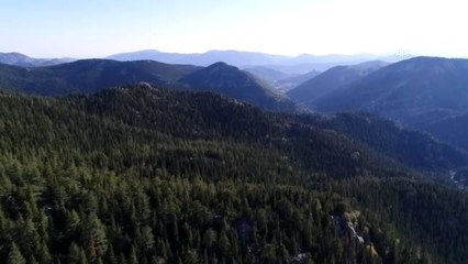 Kilosu 150 liradan satılan kuzugöbeği mantarı gelir kapısı oldu