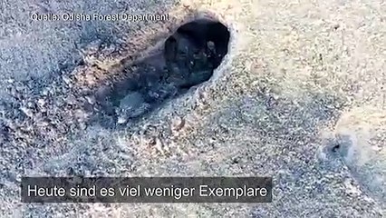 Hunderte Baby-Schildkröten an indischem Strand geschlüpft
