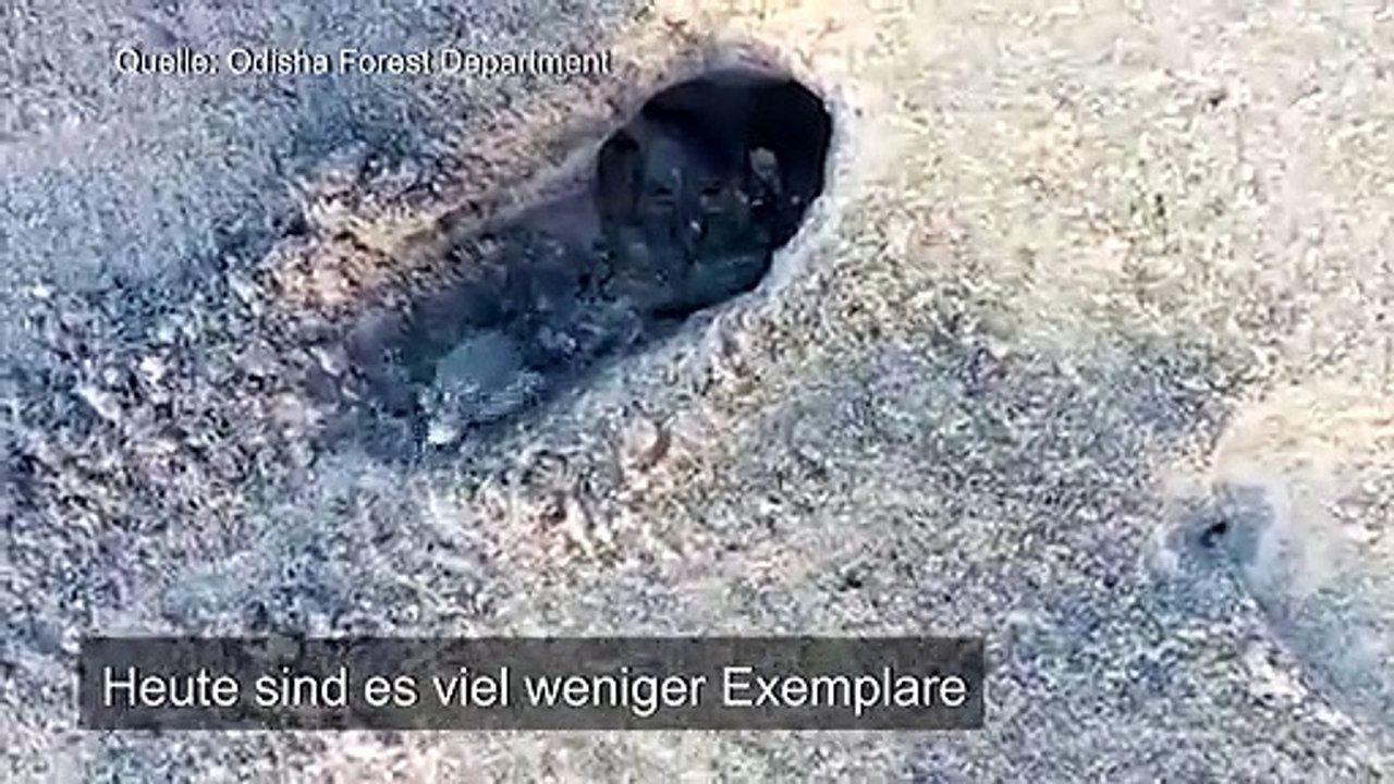 Hunderte Baby-Schildkröten an indischem Strand geschlüpft