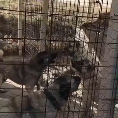 SiVAS KANGAL KOPEKLERi KARSI KARSIYA ATISMA - KANGAL DOGS FACE TO FACE VS