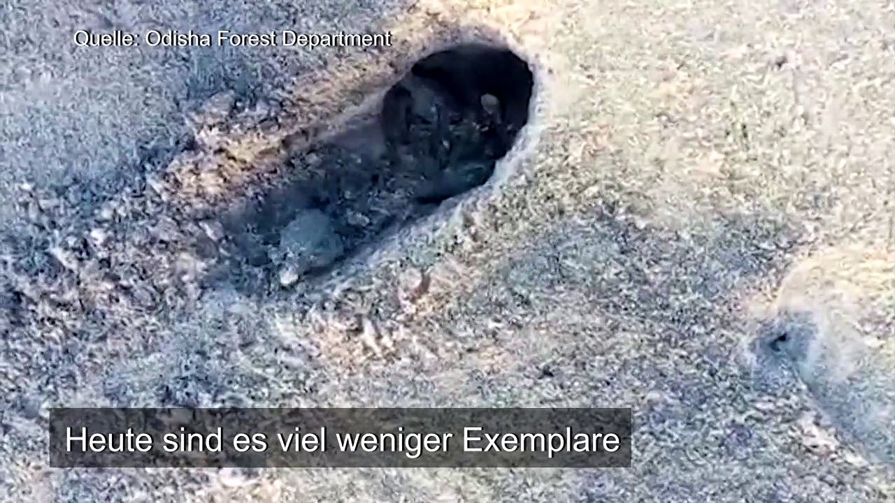 Hunderte baby-schildkröten an indischem strand geschlüpft