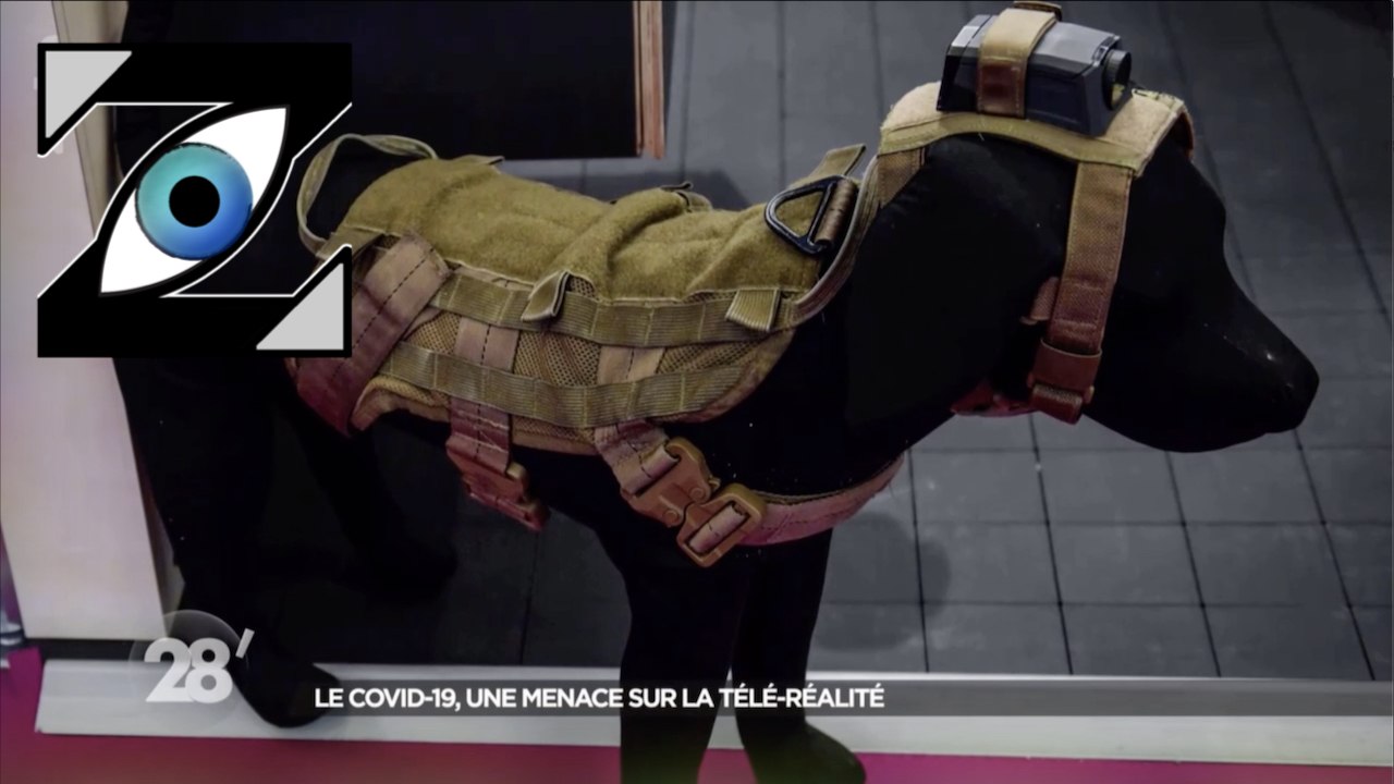 [Zap Télé] Des chiens pour filmer une émission...