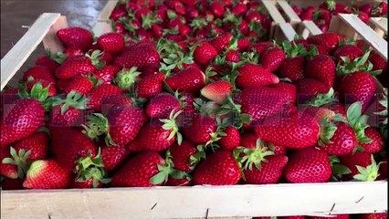 BASHA TAKIM ME AGROBIZNESIN «TE MBESHTETEN FERMERET» - News, Lajme - Kanali 7