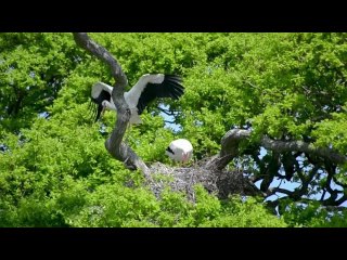 Britain to welcome first wild storks in centuries amid lockdown