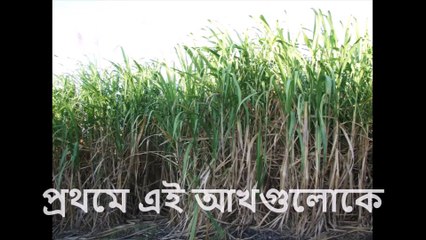 আসুন দেখি কিভাবে গুড় বানানো হয়
