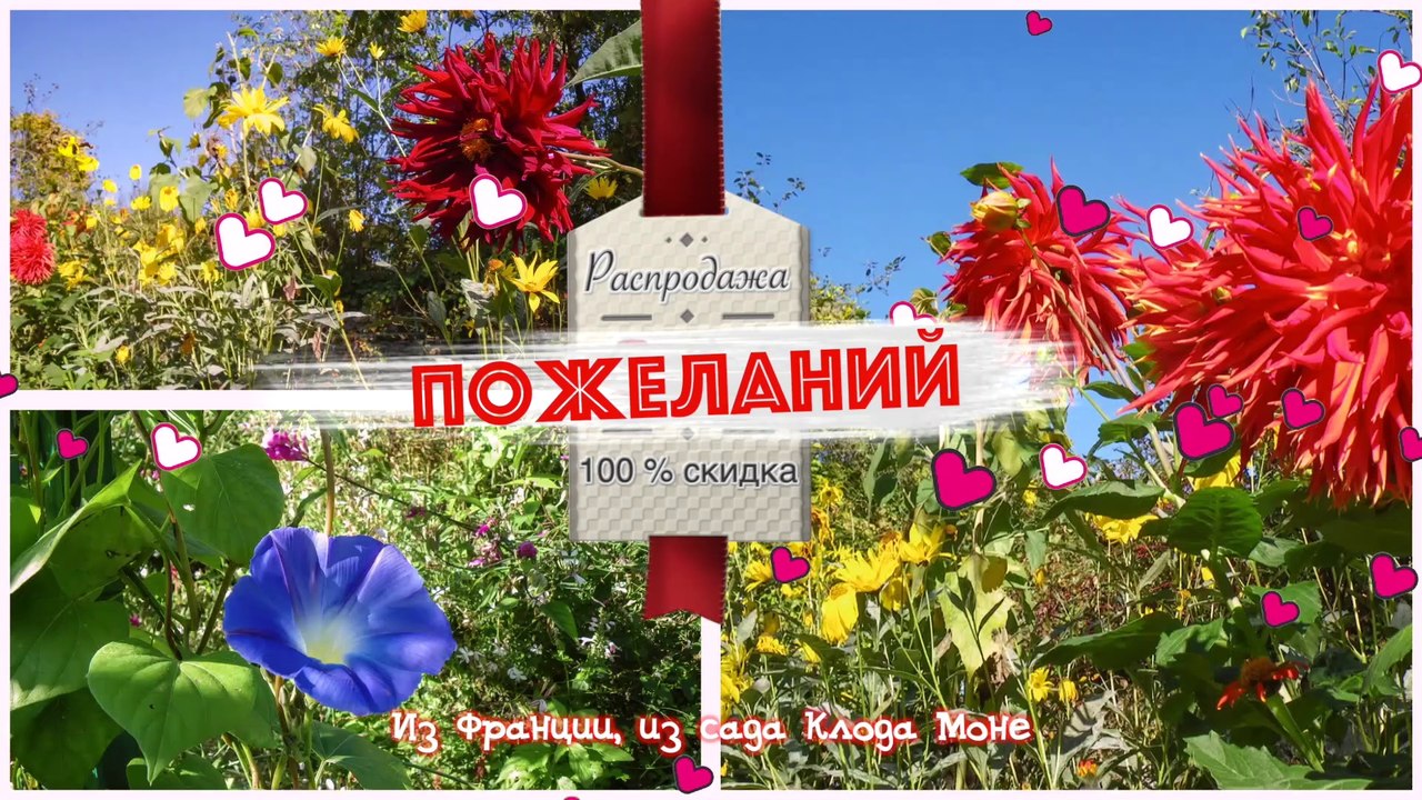 Распродажа пожеланий. Цветы из Франции