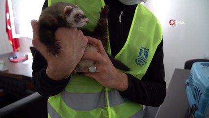 Feret, ilgi odağı oldu