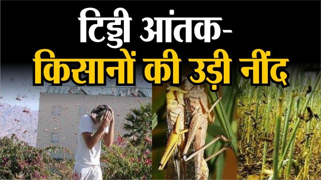 Locust attack || किसानों की उड़ी नींद